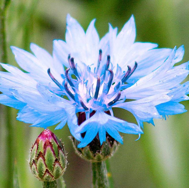 Cornflower &