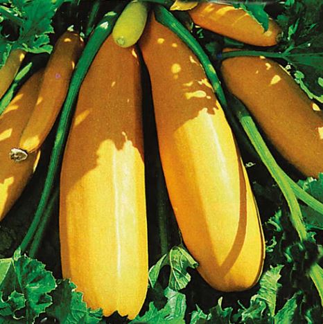 Courgette F1 &