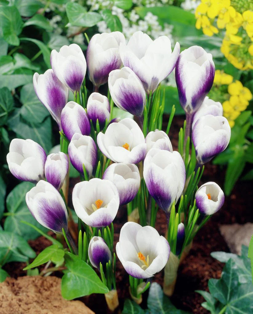 Crocus Species &