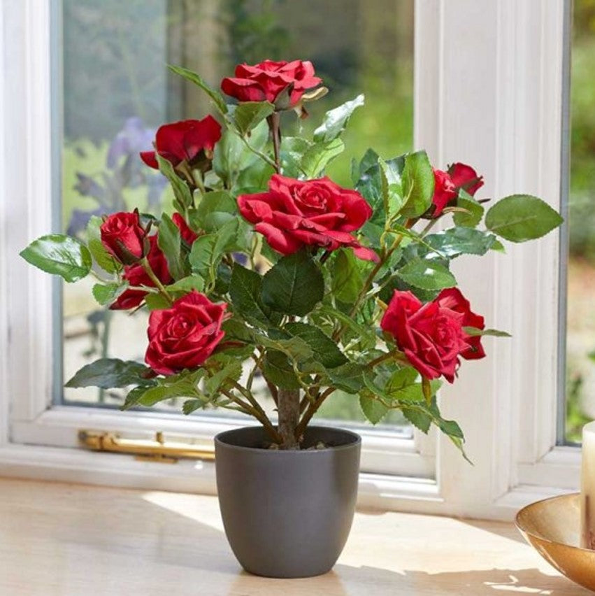 Regents Red Rose Tree - 60cm
