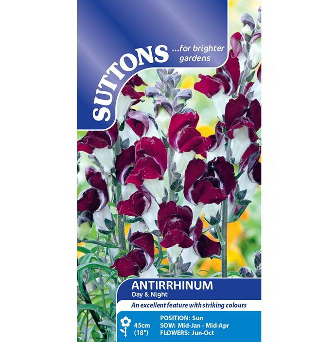 Antirrhinum &