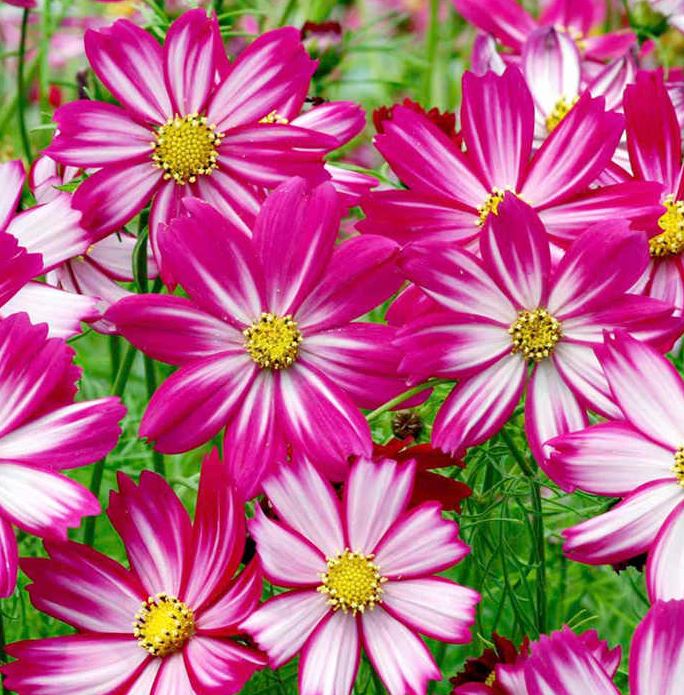 Cosmos &