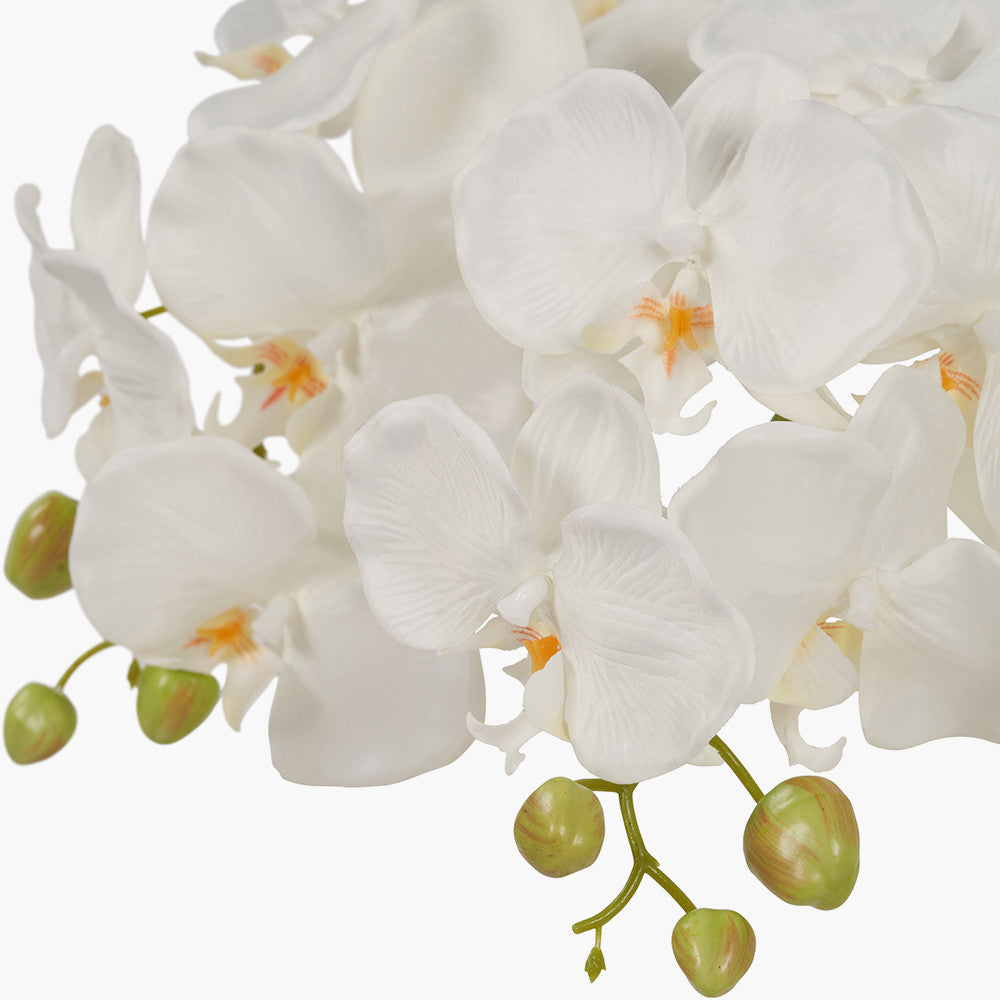 Medium White Orchid in Moss Pot