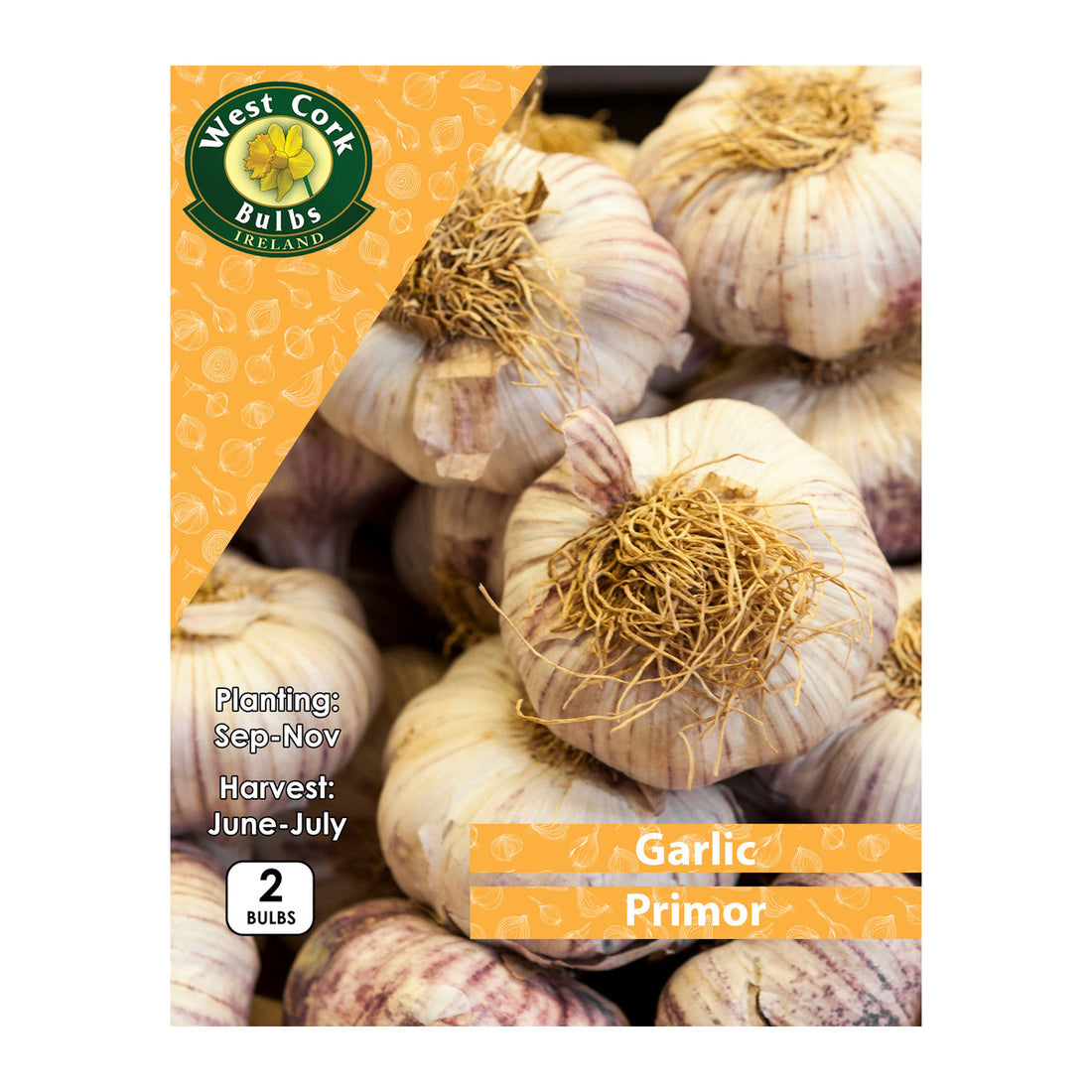 Garlic Primor - 2 Bulbs