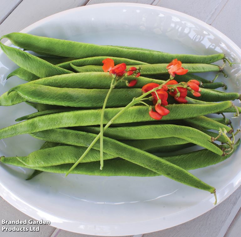 Runner Bean &