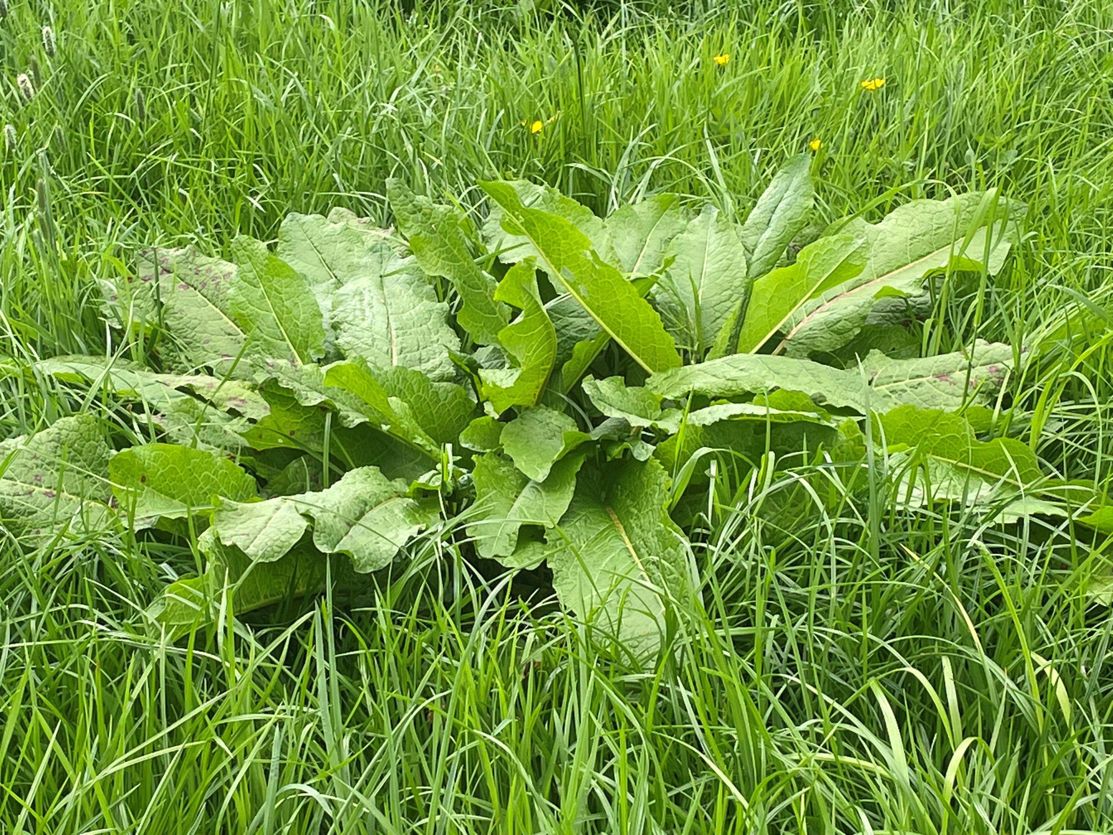 5L Halcyon