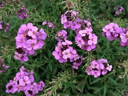 Erysimum Flower Seeds