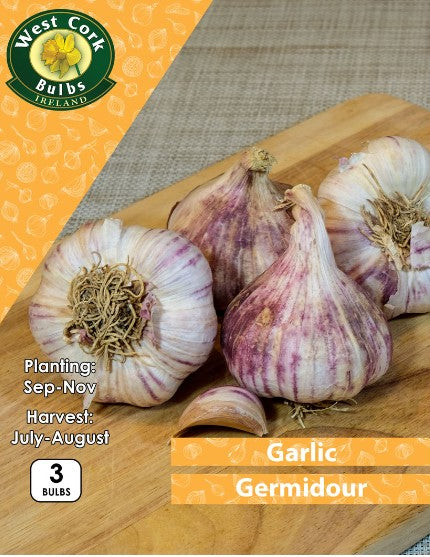 Garlic Germidour 3 Bulbs Prepack