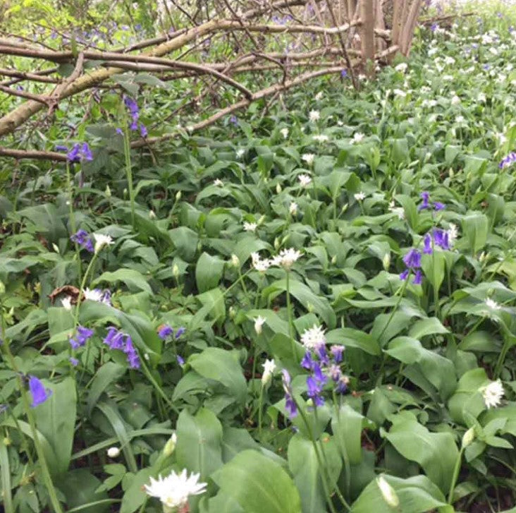 Wild Flowers Woodland Shade Mix Flower Seeds