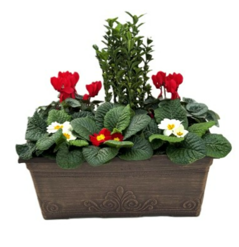 Homeland Laurel Window Box