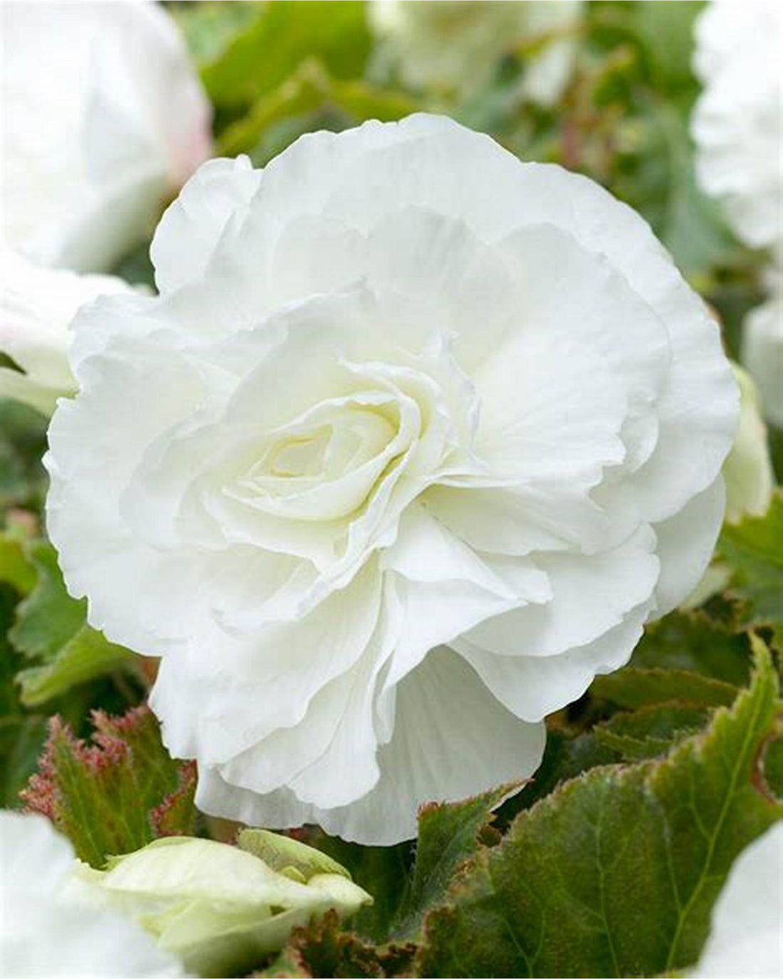 Begonia Double White Bulbs