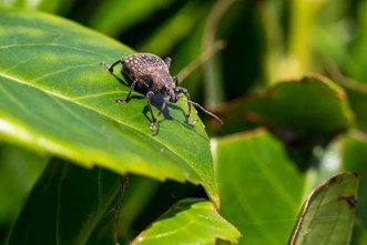 Entonem 50 Million - Vine Weevil Control