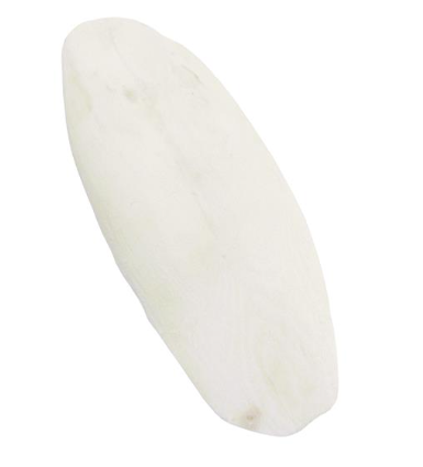 Cuttlefish Bone on Card
