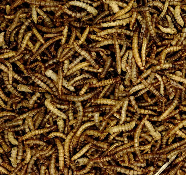 Dried Mealworms 1L Tub