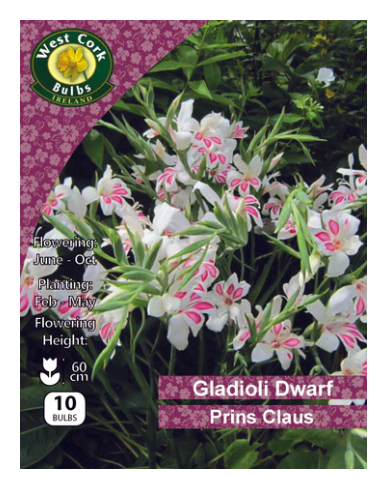 10 x Dwarf Gladioli &