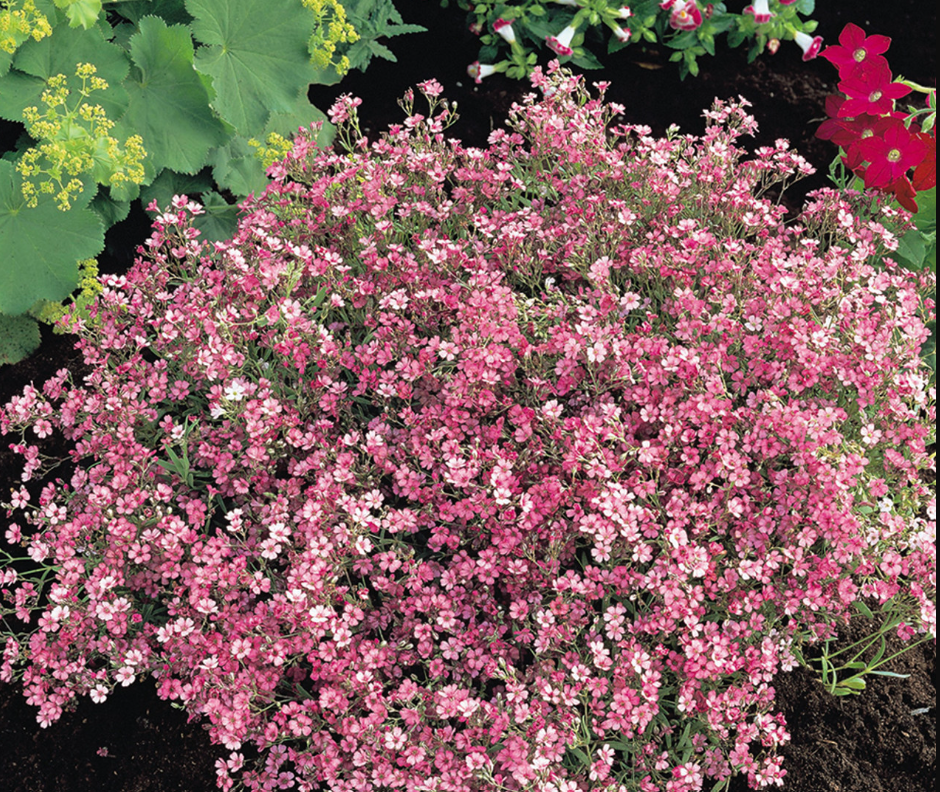 Gypsophila Elegans Rose Flower Seeds