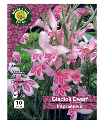 10 x Dwarf Gladioli &