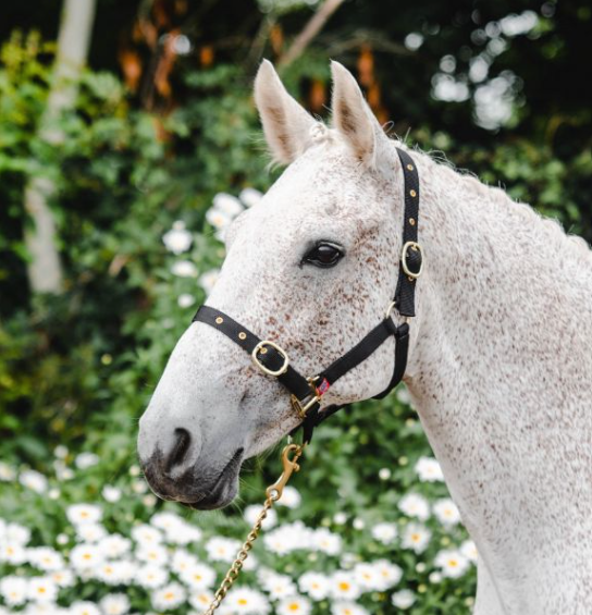Equisential Nylon Headcollar Full