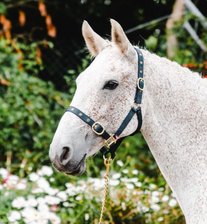 Equisential Nylon Headcollar Full