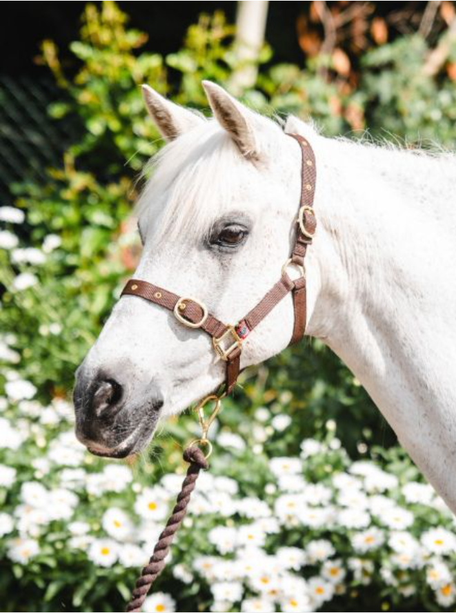 Equisential Nylon Headcollar Cob