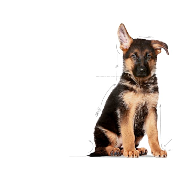 Royal Canin Maxi Puppy - 4kg