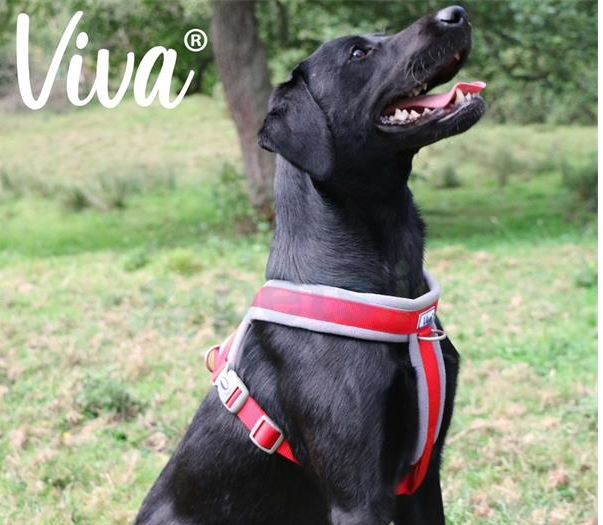Ancol Viva - Padded Dog Harness - Red