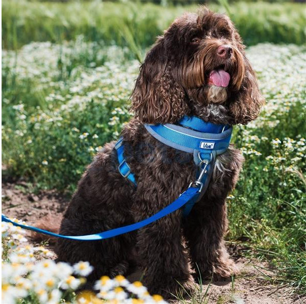 Ancol Viva - Padded Dog Harness - Blue