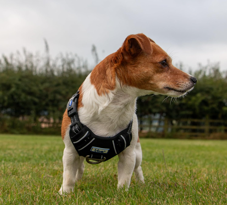 Viva Exercise and Travel Harness Black