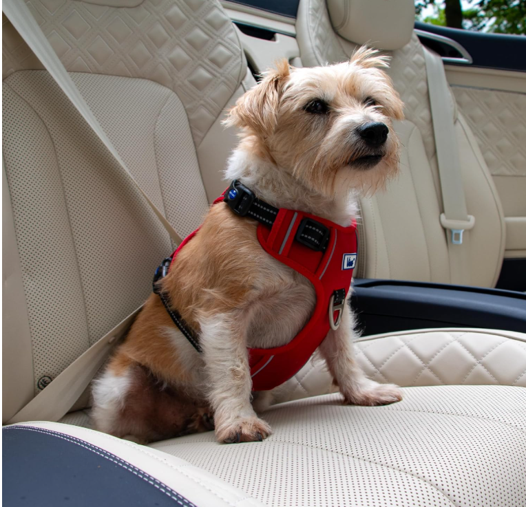 Viva Exercise & Travel Harness Red