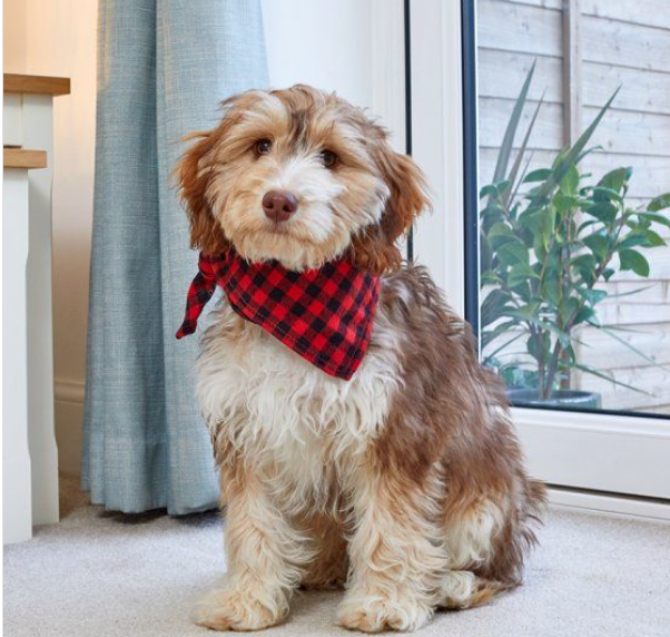 Beau Bandana - Red Check
