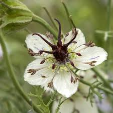 Nigella Papillosa African Bride Flower Seeds