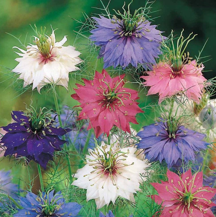 Fun to Grow - Alien Eggs Flower Seeds