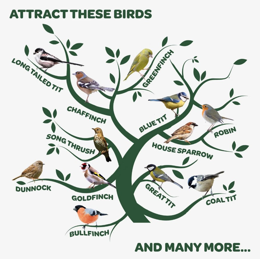 Peckish Extra Goodness Energy Ball - Box of 50 & 20% Free