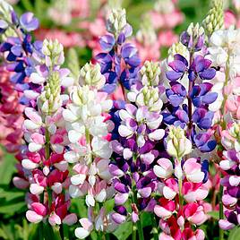 Lupin Avalune Mix Flower Seeds