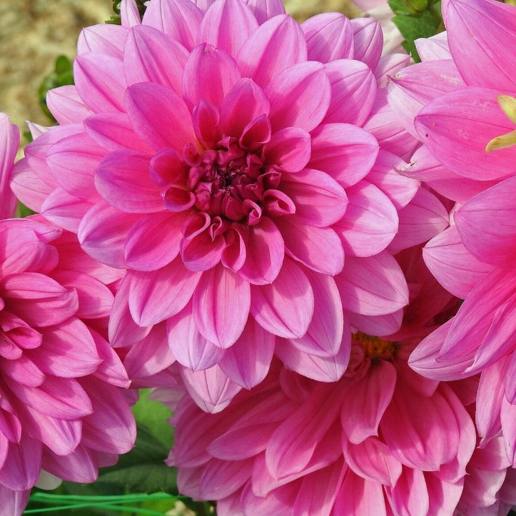 Dahlia Decorative Bluesette