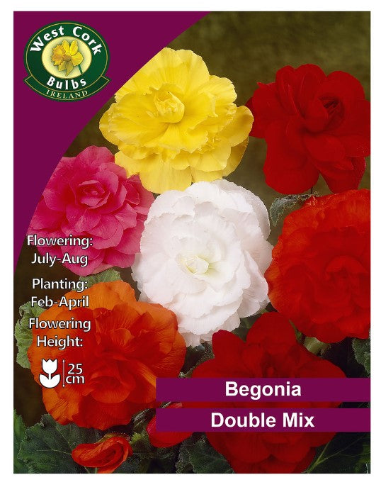 Begonia Double Mix 3 Bulbs