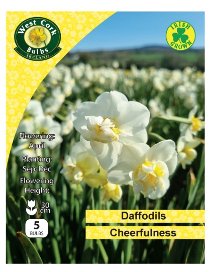 Daffodil &