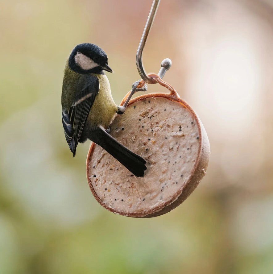 Peckish Natural Balance Coco-Not Bird Feeder - Single