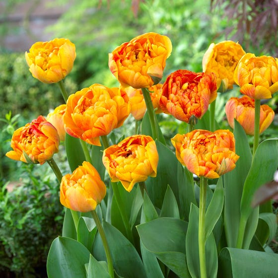 Tulip Double &