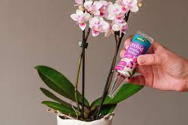 Westland Orchid Droplet Feeder 40ml
