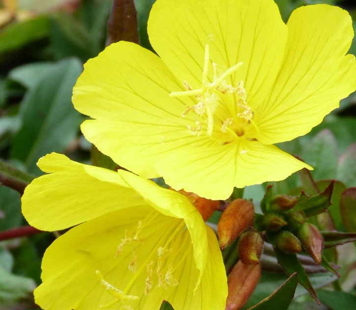 Evening Primrose Flower Seeds