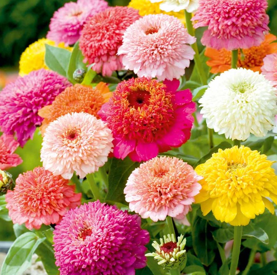 Zinnia Faberge Flower Seeds