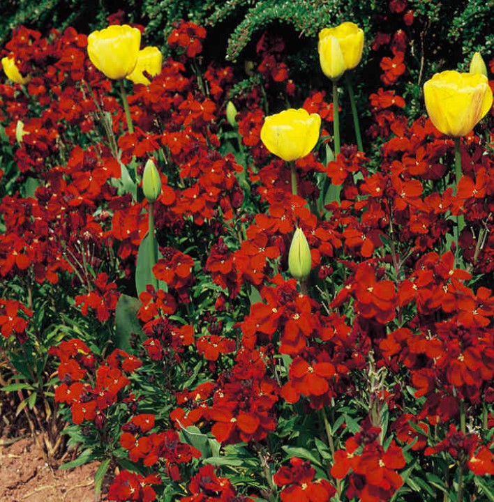Wallflower Fire King Flower Seeds