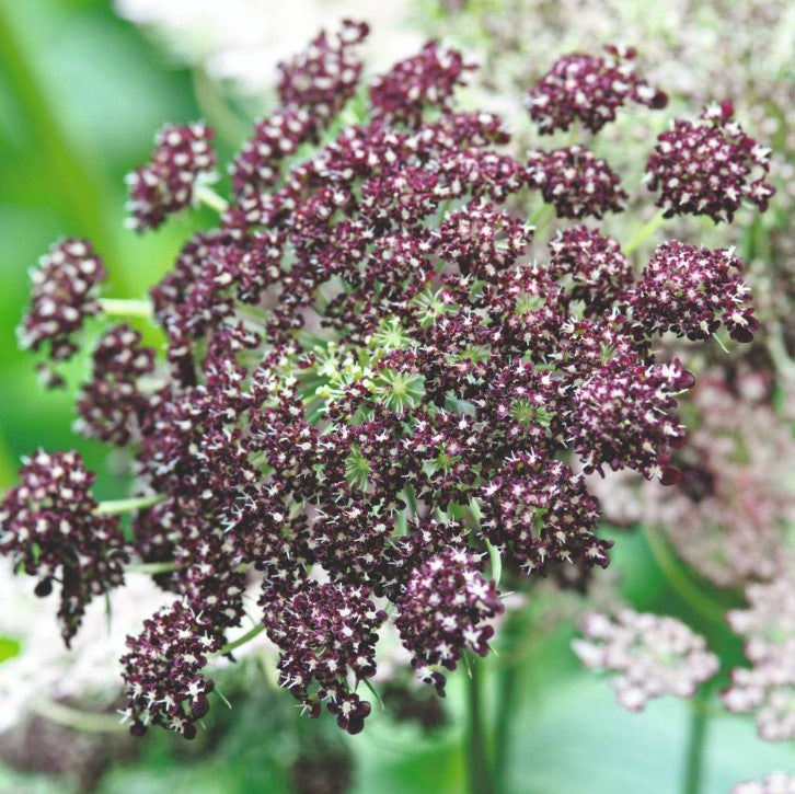 Flowering Carrot Dara Seeds