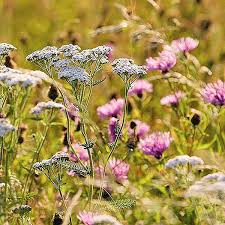 Flower Garden Fragrant Mix Flower Seeds