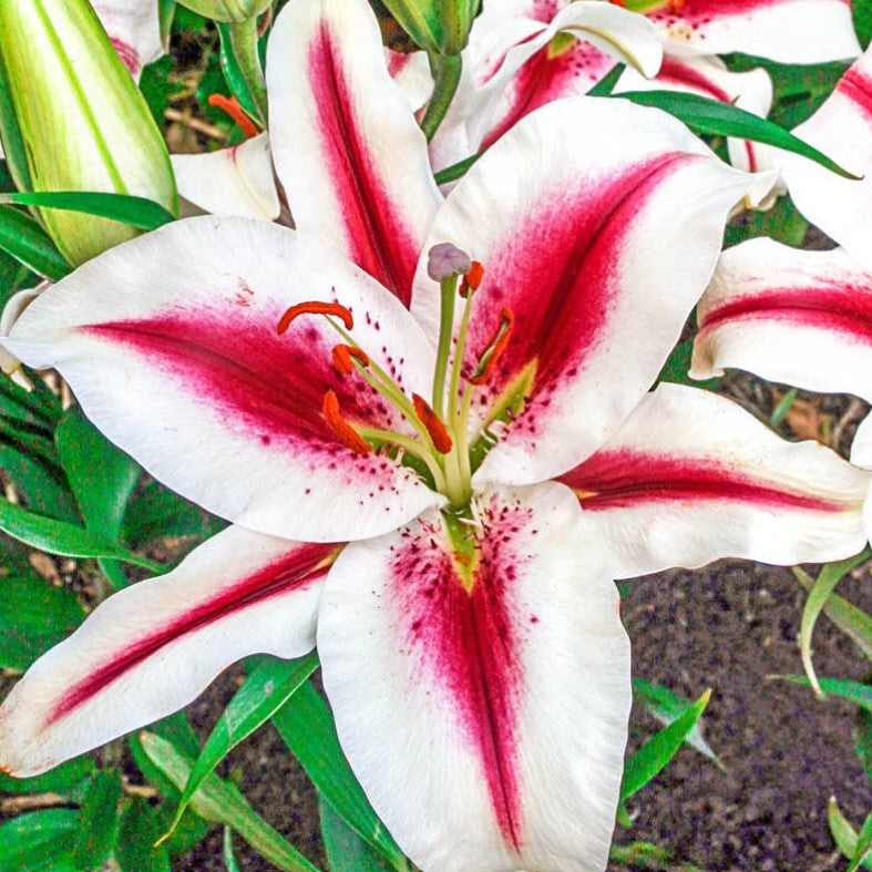 Lilium Oriental &