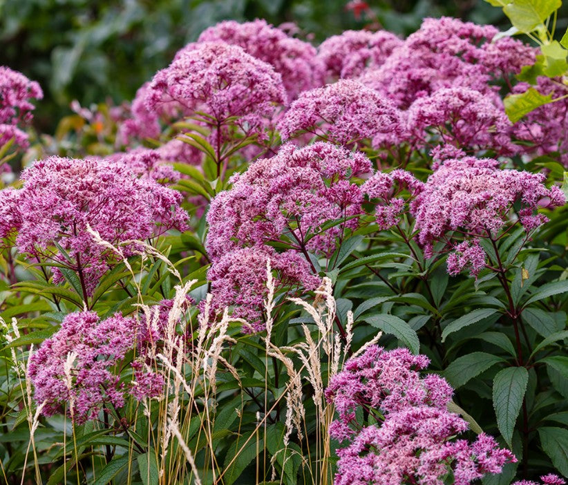 Hemp Agrimony (Eupatorium cannabinum) Flower Seeds