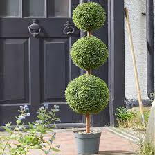 Boxwood Trio Topiary Tree 120cm