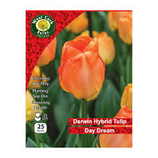 Tulip Darwin Hybrid &
