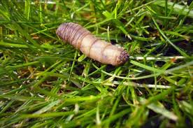 Capsanem 50 Million - Leather Jacket Control